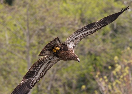 Young eagle in flight 1