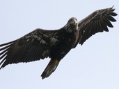 Young eagle in flight 2